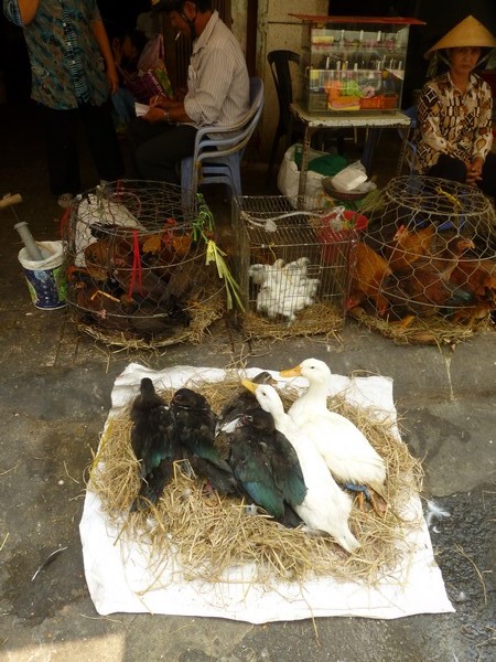 canards-et-poules-vendus-dans-la-rue